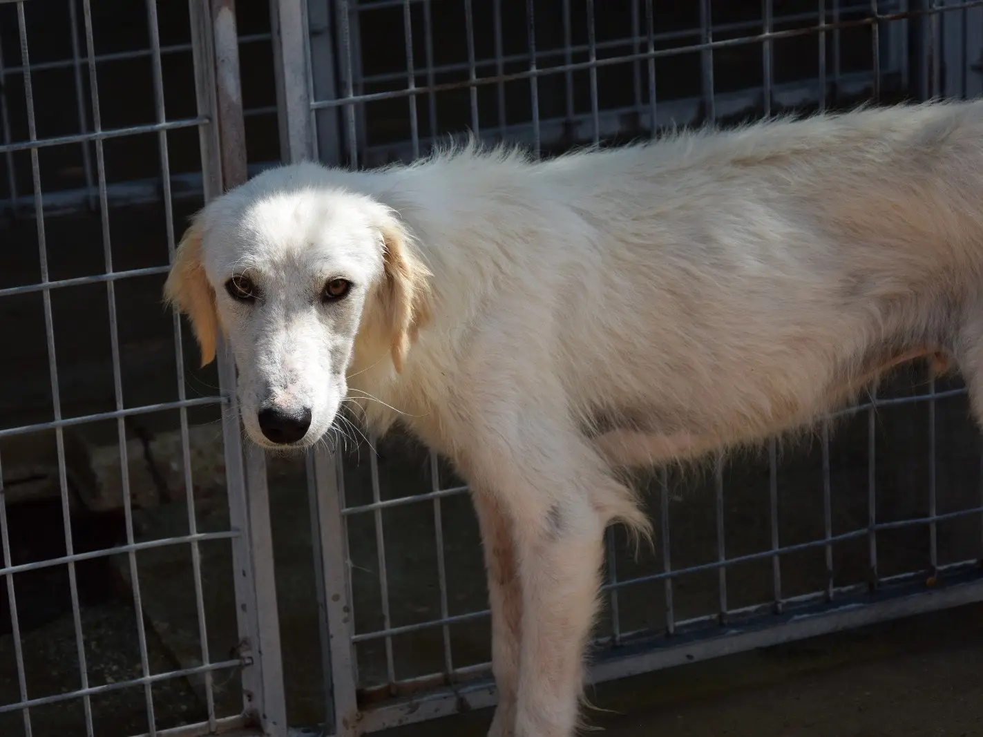 Adotta il cane Fritz a Pescara
