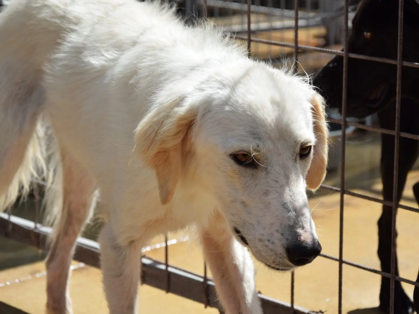 Adotta un cane, maschio, 3 anni e 1 mese, Pescara