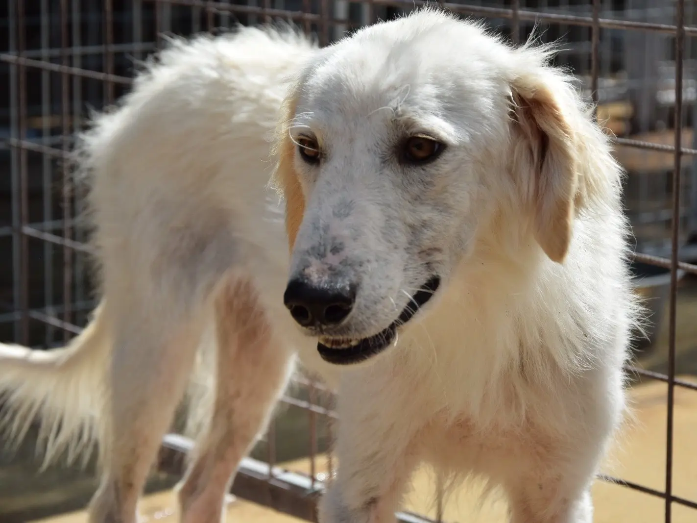 Adozione cane, maschio, Razza sconosciuta Razza sconosciuta, 3 anni e 1 mese, taglia media, Pescara