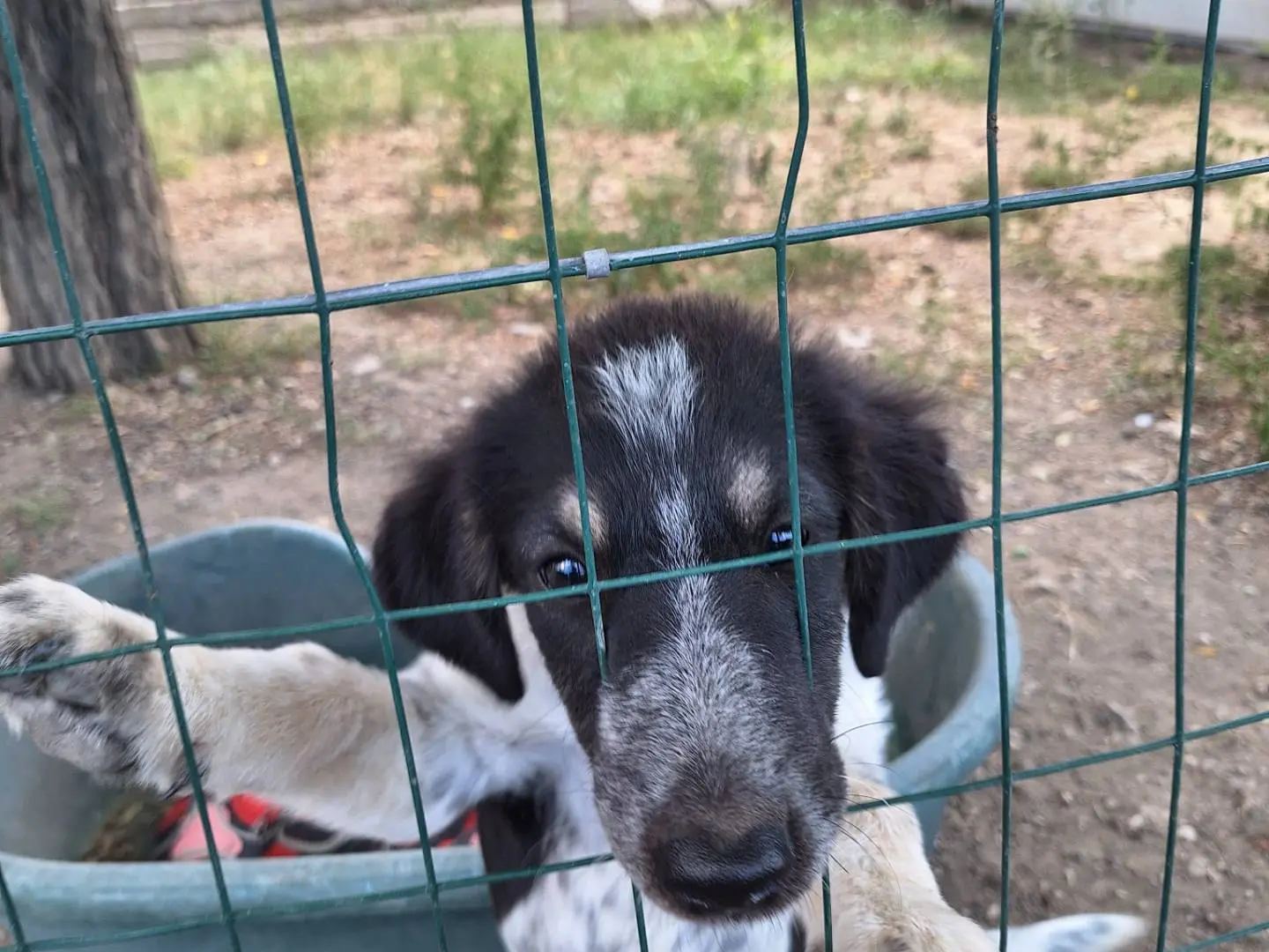 Vuoi adottare un cane a Napoli?