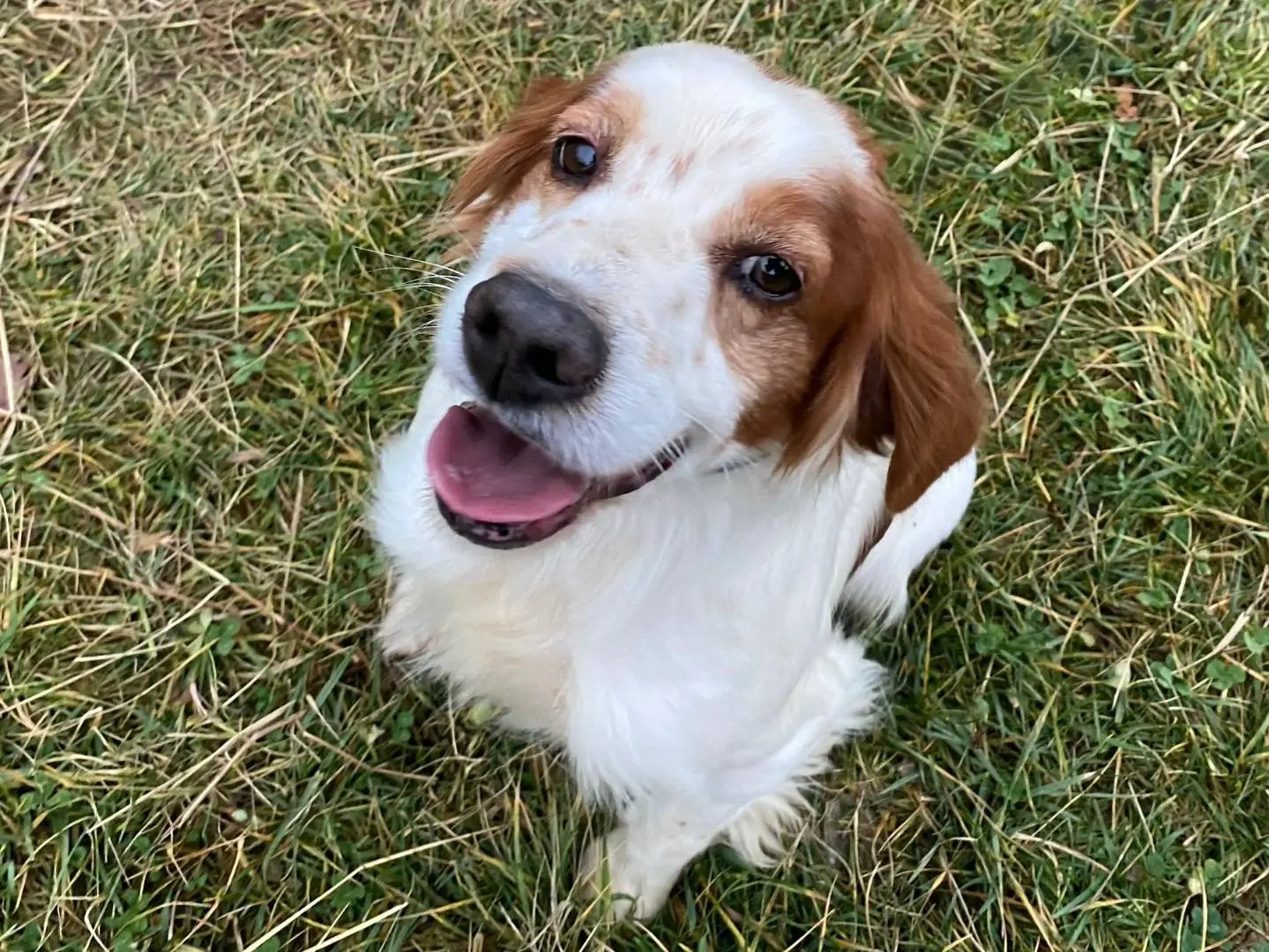 Adozione cane, maschio, Breton Razza sconosciuta, 7 anni e 5 mesi, taglia media contenuta, Milano