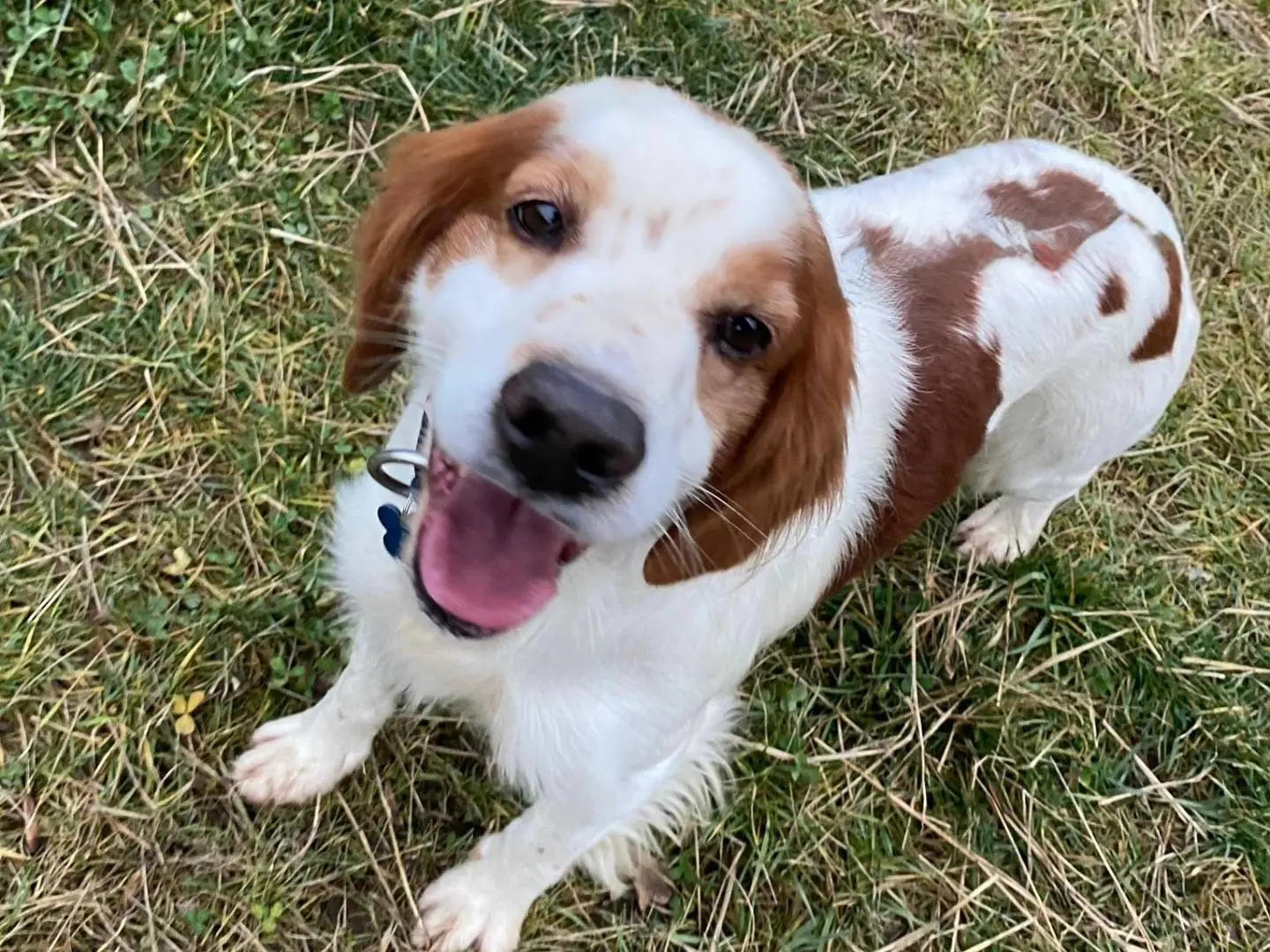 Adotta un cane, maschio, 7 anni e 5 mesi, Milano