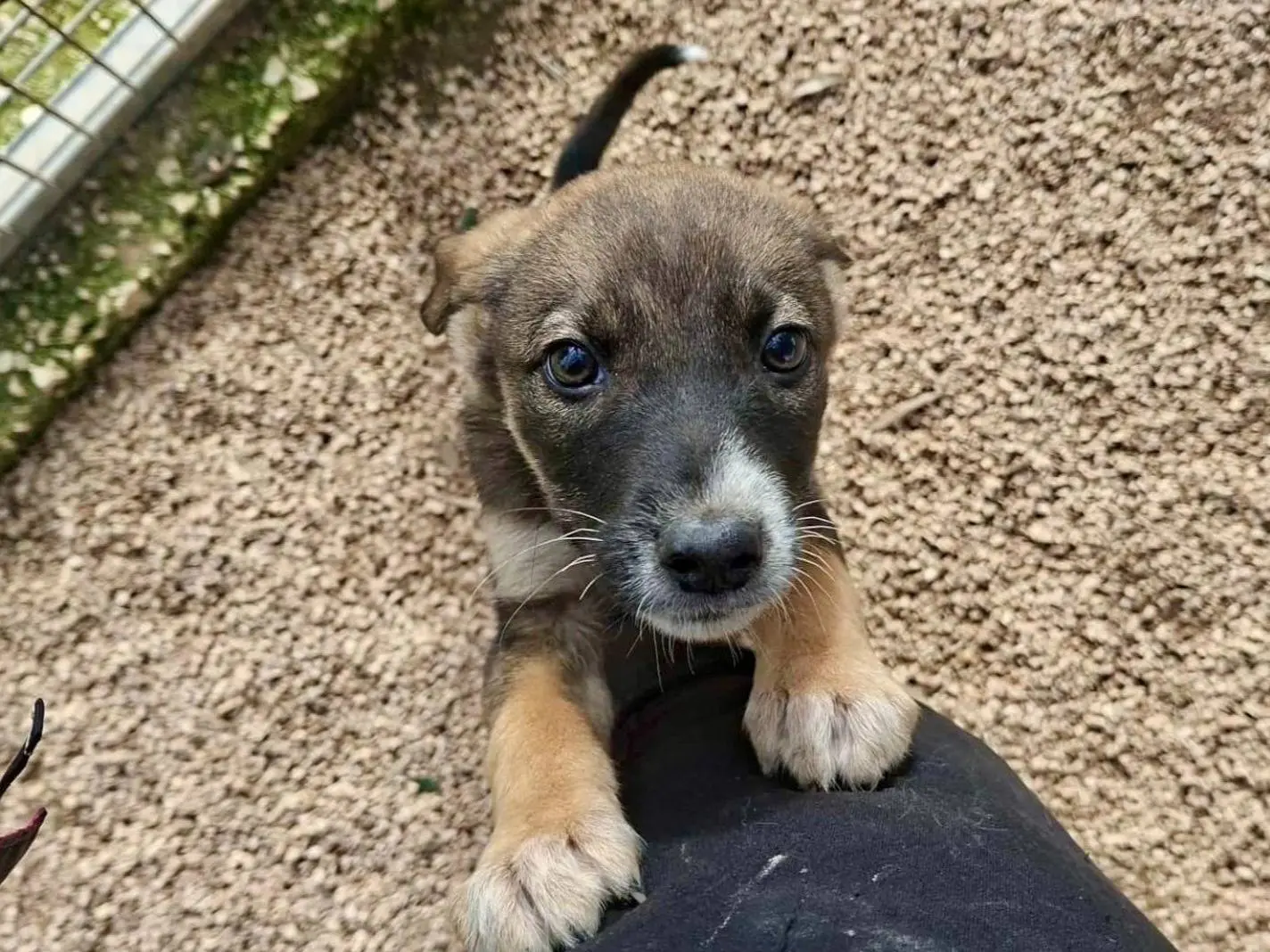 Adozione cane, femmina, Razza sconosciuta Razza sconosciuta, 11 mesi, taglia media, Taranto
