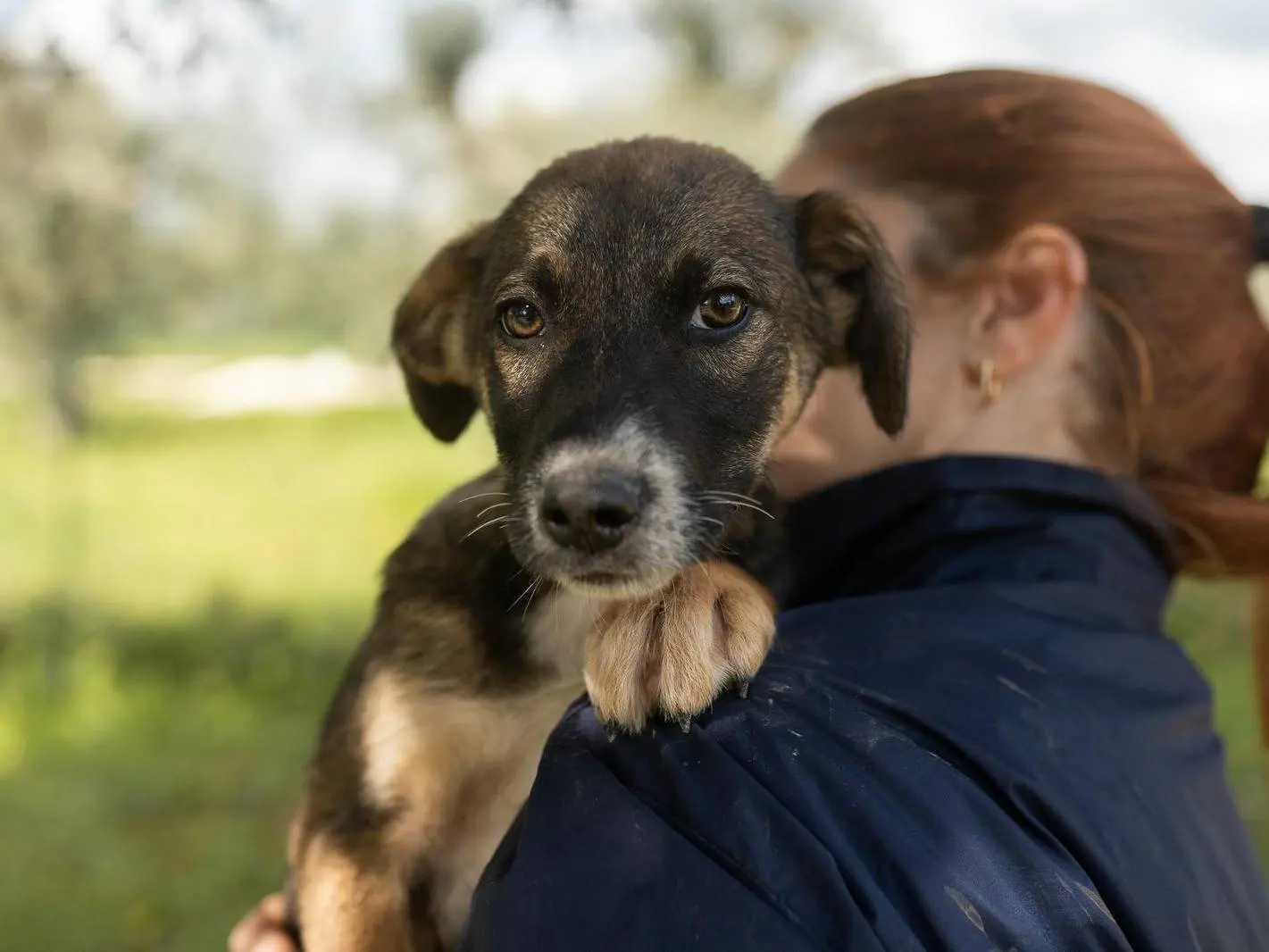 Adotta un cane, femmina, 11 mesi, Taranto