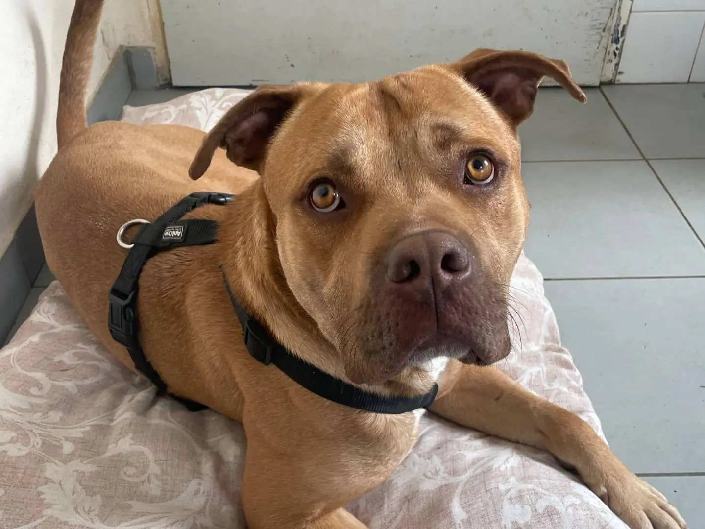 Vuoi adottare un cane a Novara?