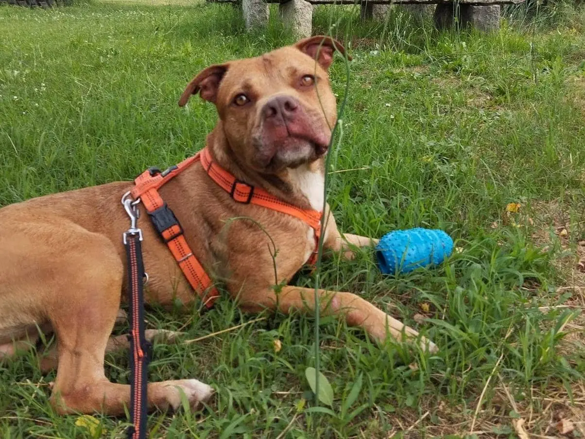 Adozione cane, maschio, Pitbull, 5 anni e 2 mesi, taglia media, Novara