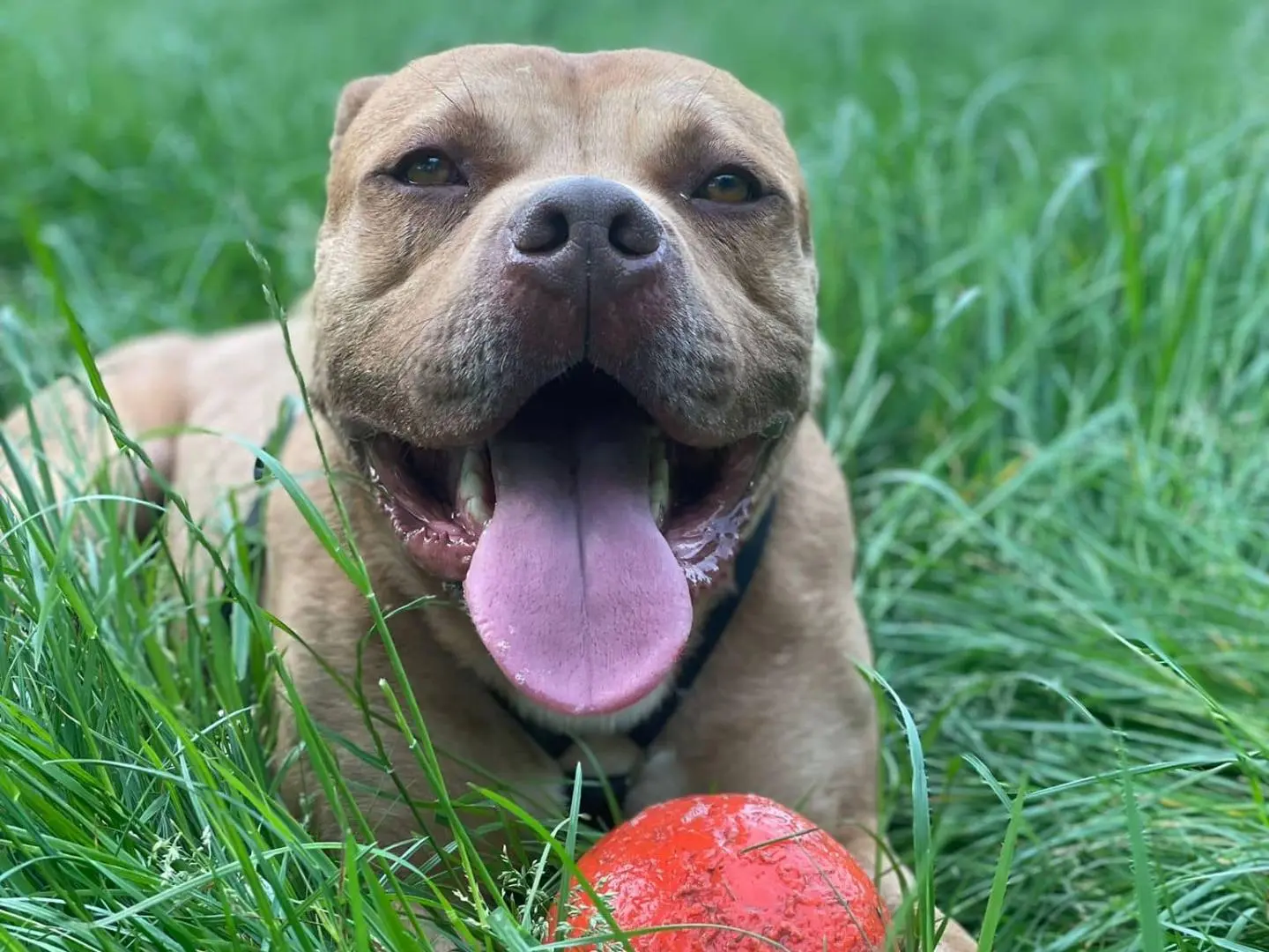 Adotta un cane, taglia media, maschio, Novara