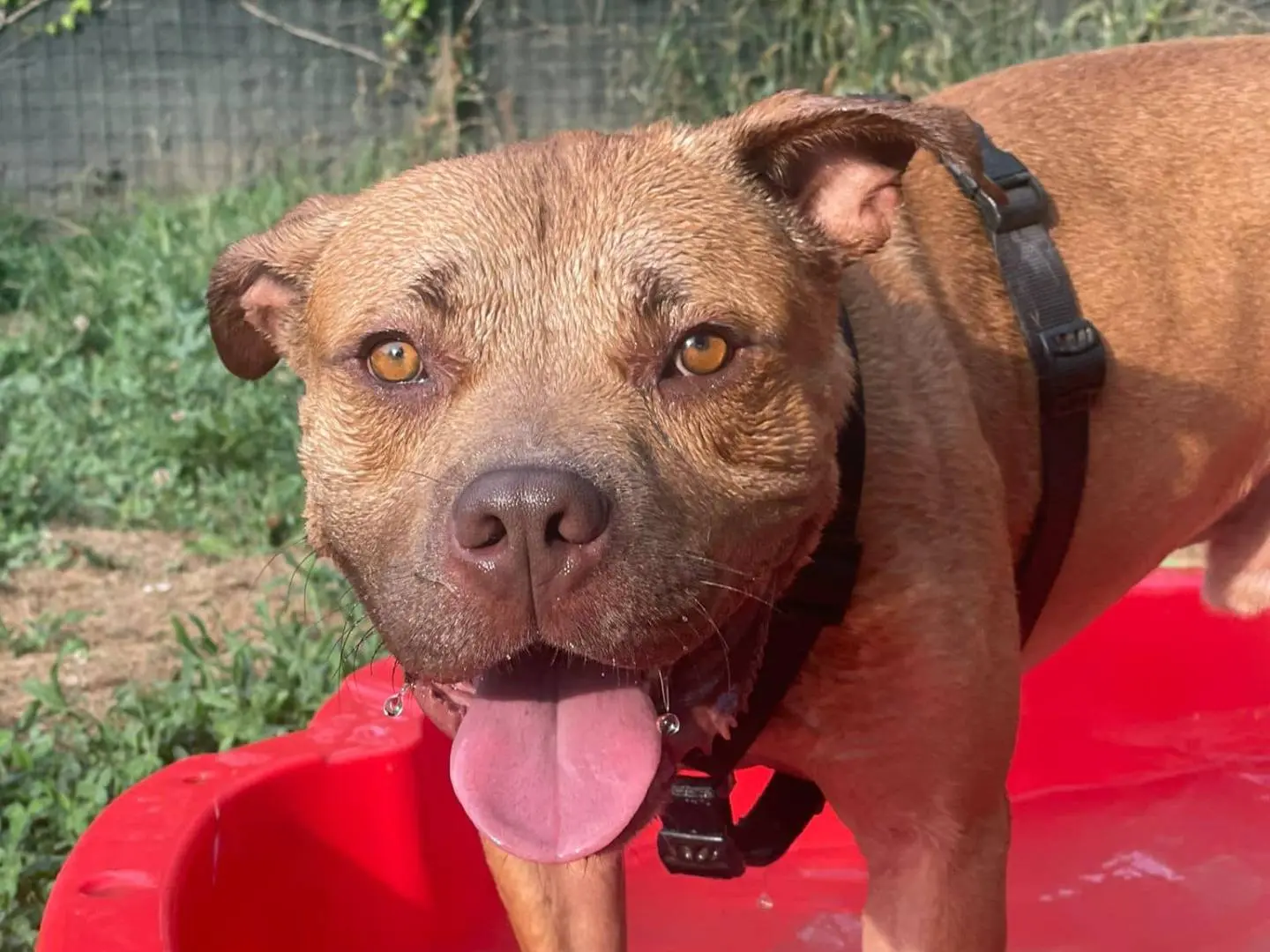 Adotta un cane, maschio, 5 anni e 2 mesi, Novara