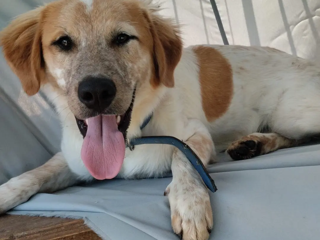 Adotta il cane Bim a Vibo