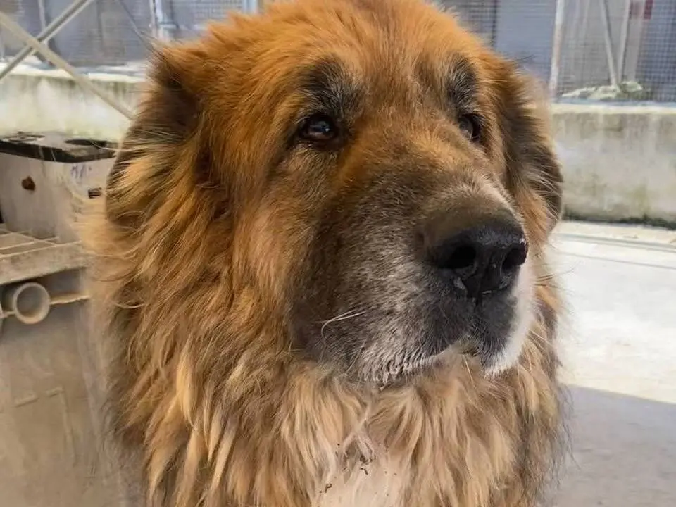 Adotta il cane EINSTEIN a Latina