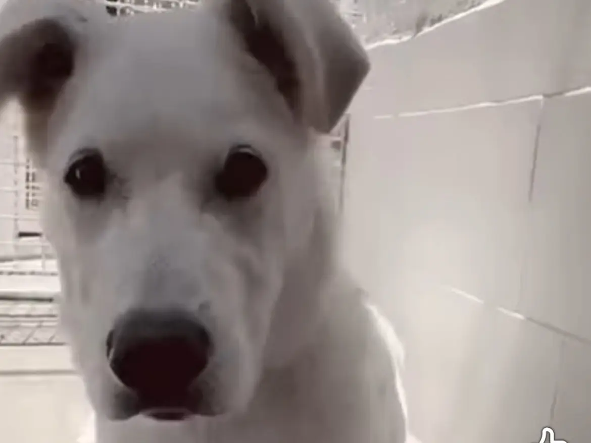 Adotta un cane, taglia grande, maschio, Caserta