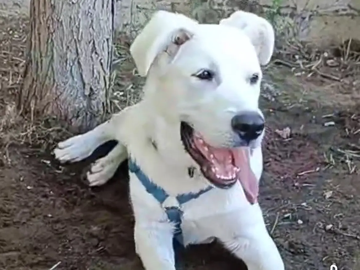 Adotta il cane MAX WHITE a Caserta