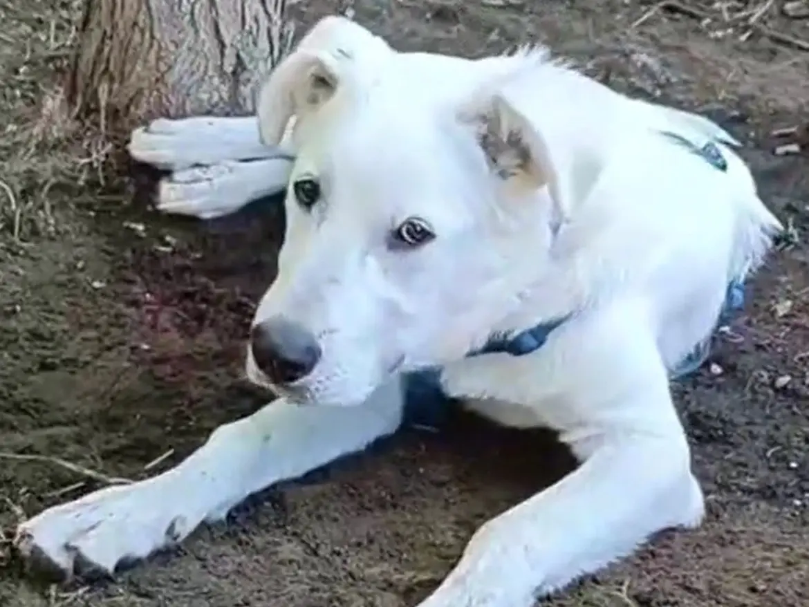 Adotta un cane, maschio, 10 mesi, Caserta