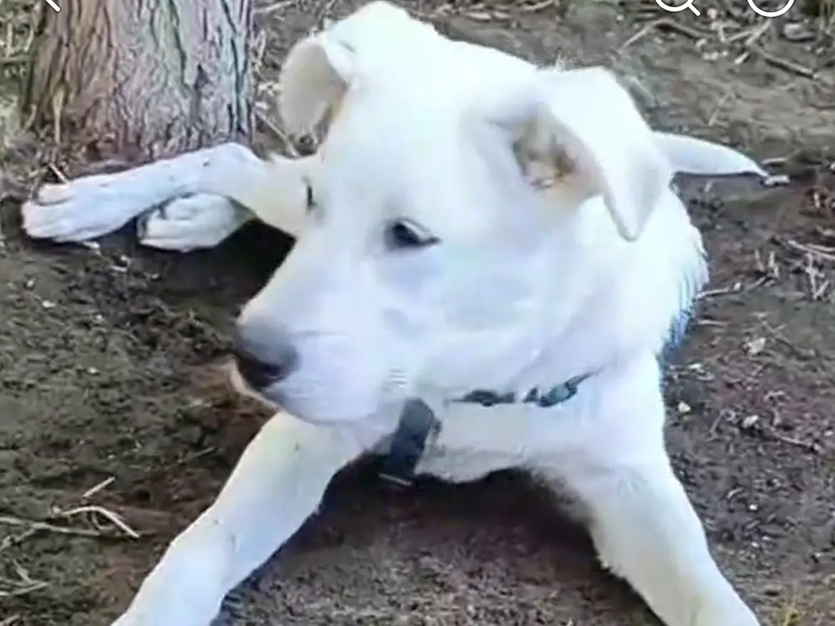 Vuoi adottare un cane a Caserta?