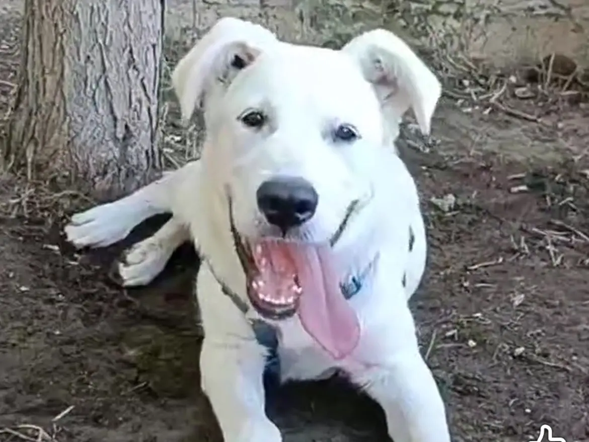 Adozione cane, maschio, Labrador Retriever Razza sconosciuta, 10 mesi, taglia grande, Caserta