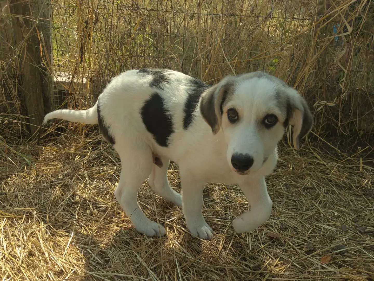 Adozione cane, maschio, Razza sconosciuta Razza sconosciuta, 5 mesi, taglia media, Avellino