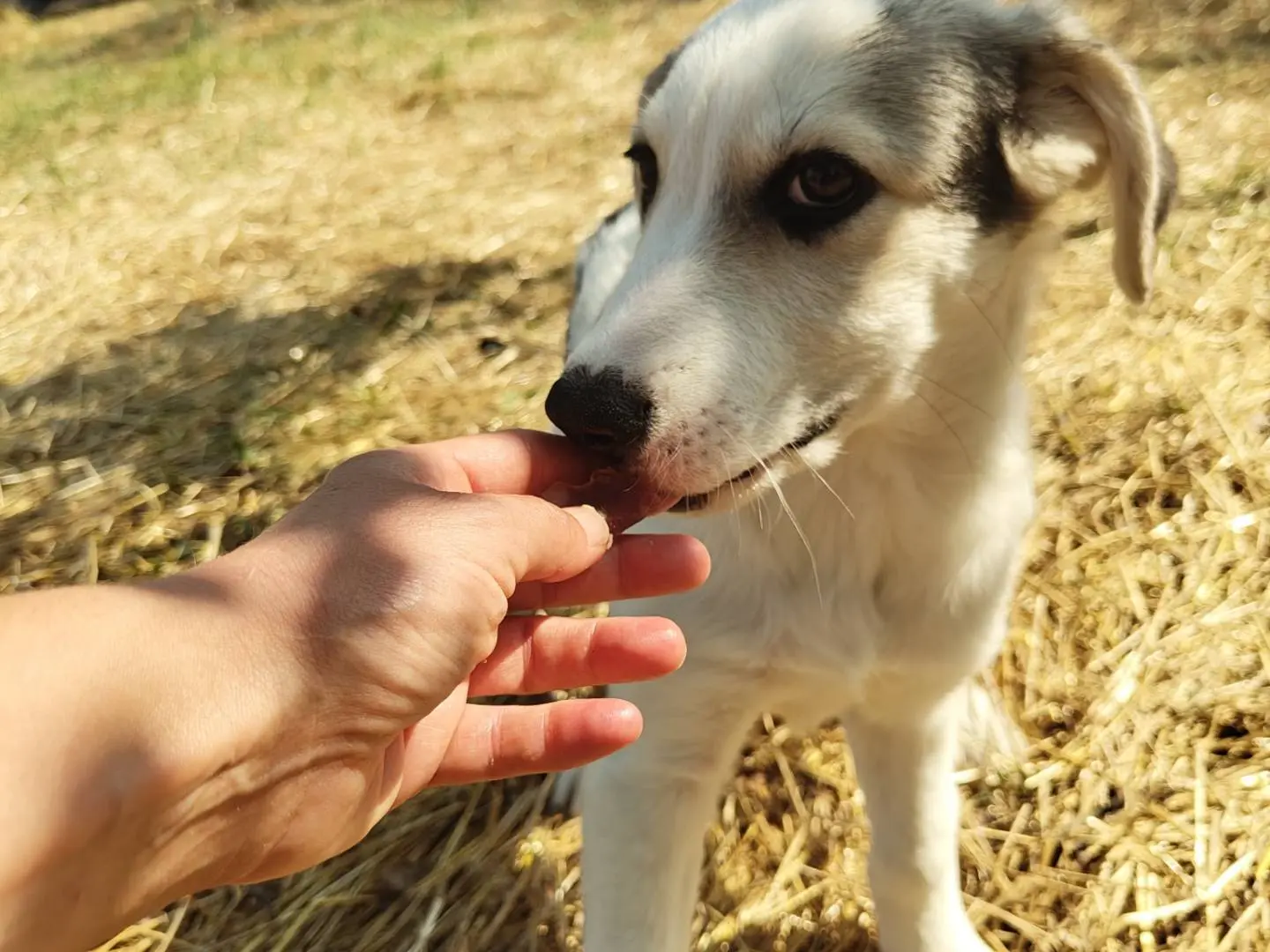 Adotta un cane, maschio, 5 mesi, Avellino