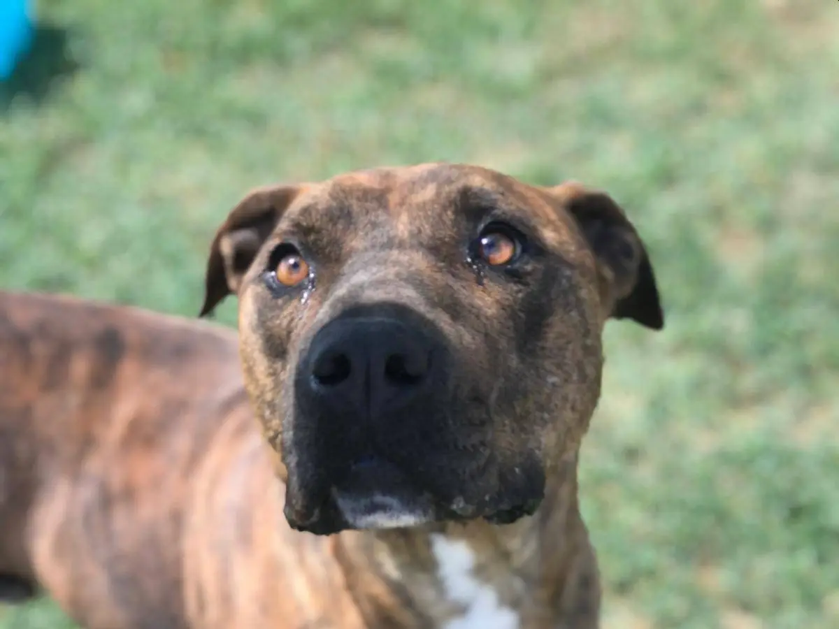 Adotta un cane, maschio, 6 anni e 3 mesi, Latina