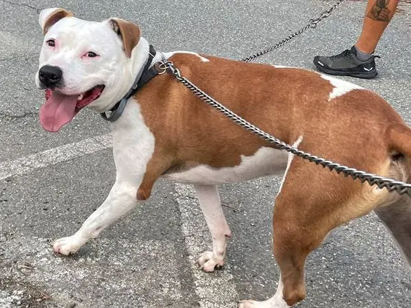 Adozione cane, maschio, Pitbull, 7 anni e 9 mesi, taglia grande, Genova