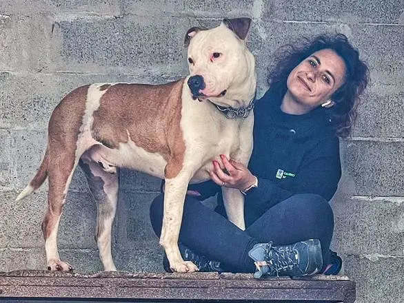 Adotta un cane, maschio, 7 anni e 9 mesi, Genova