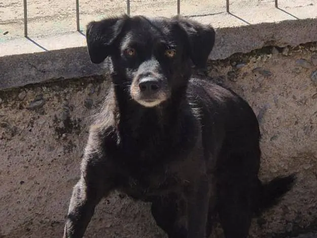 Adotta un cane, femmina, 9 anni e 4 mesi, Brescia