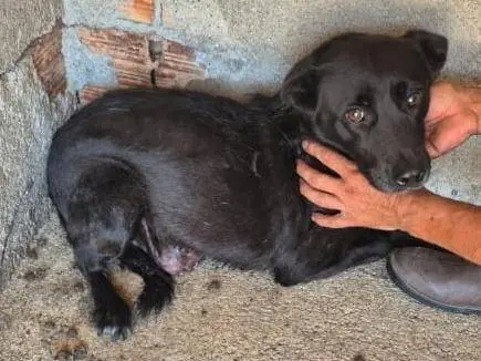 Vuoi adottare un cane a Brescia?