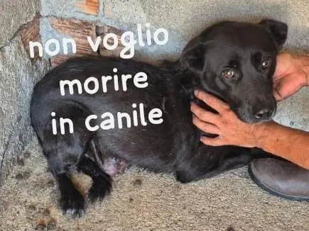 Adozione cane, femmina, Razza sconosciuta Razza sconosciuta, 9 anni e 4 mesi, taglia media, Brescia