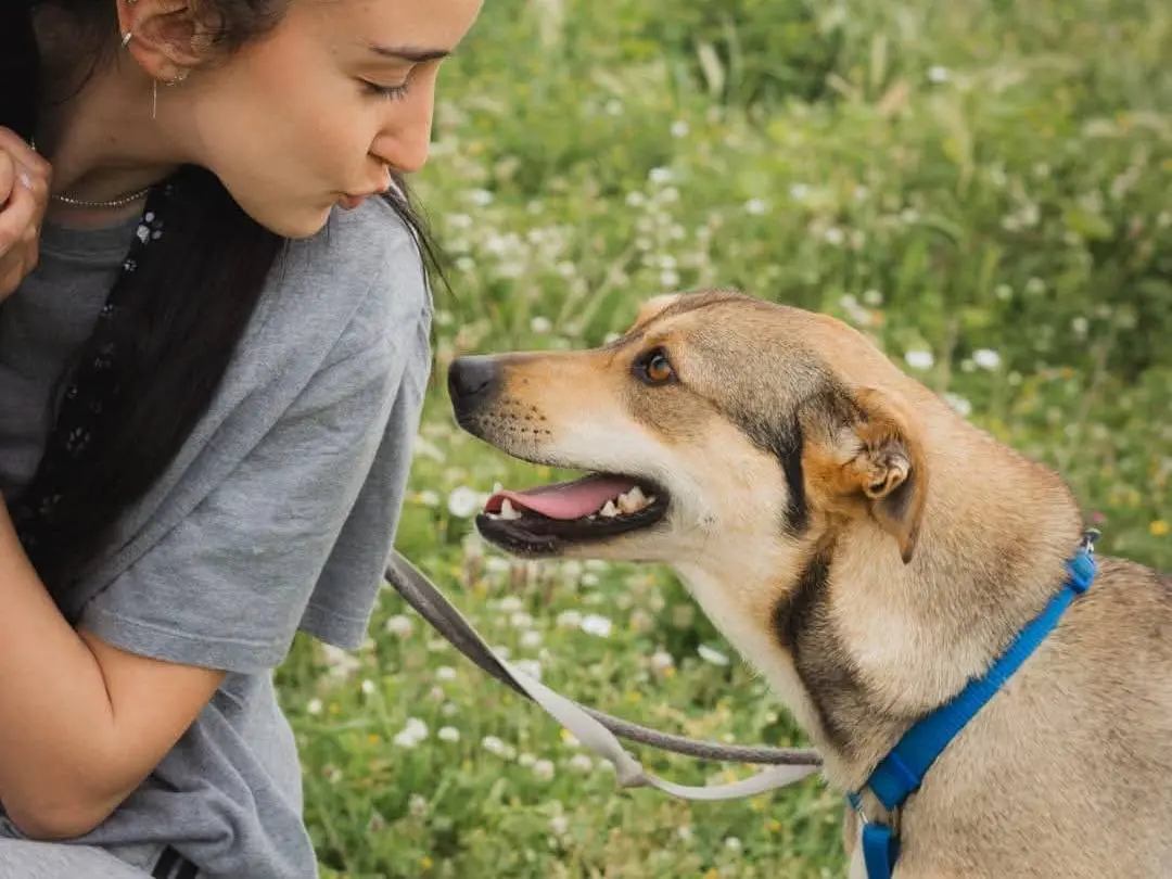 Adotta il cane Azzurra a Caserta