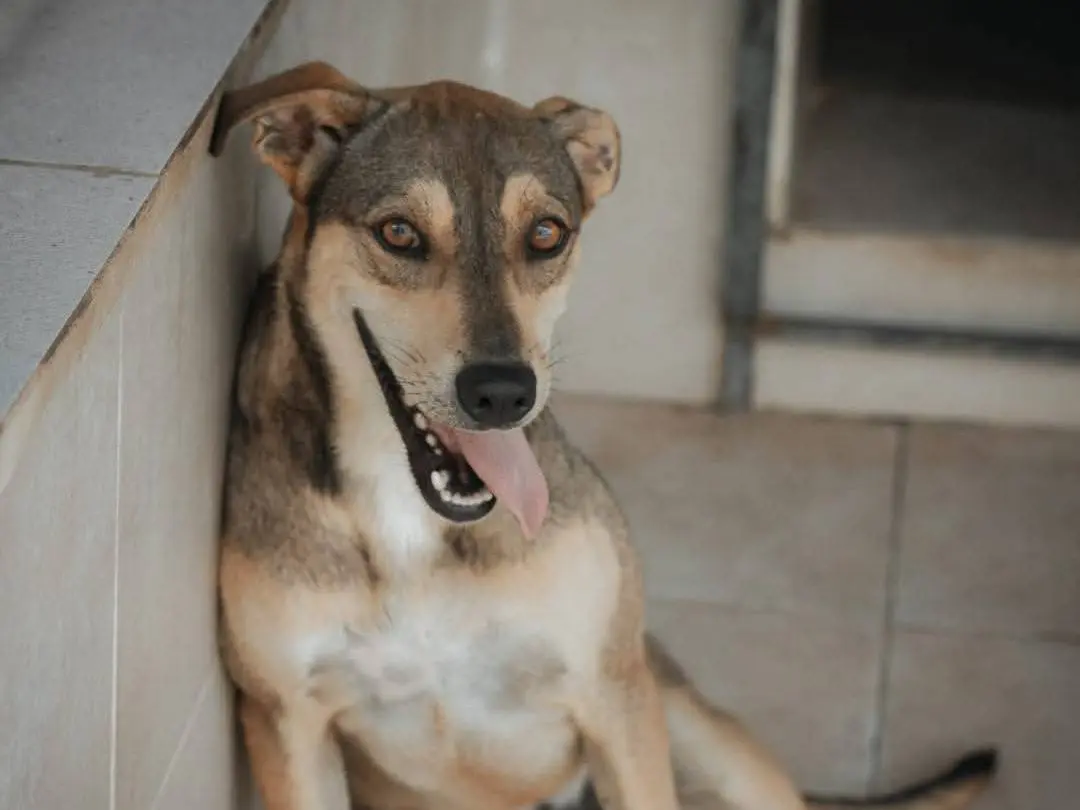 Adozione cane, femmina, Razza sconosciuta Razza sconosciuta, 5 anni e 5 mesi, taglia media, Caserta