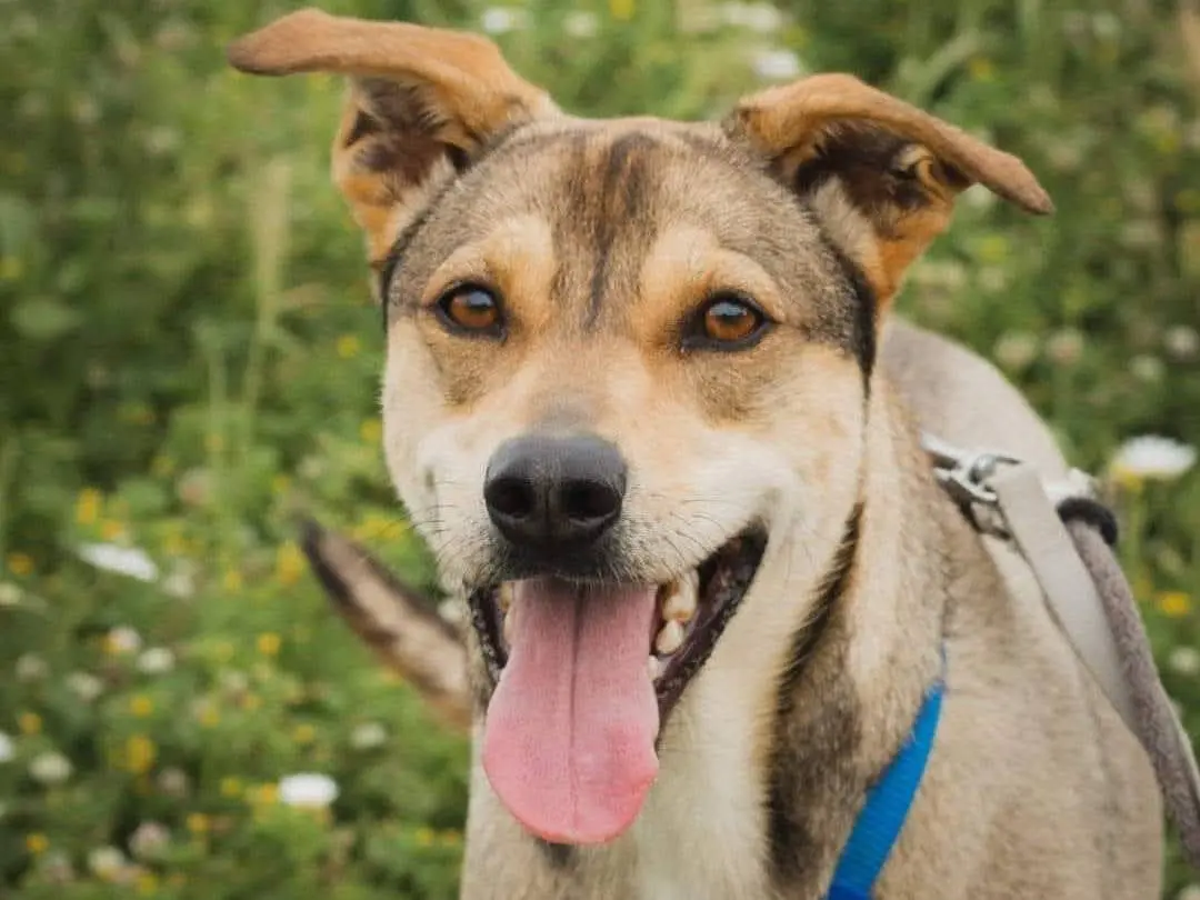 Adotta un cane, taglia media, femmina, Caserta
