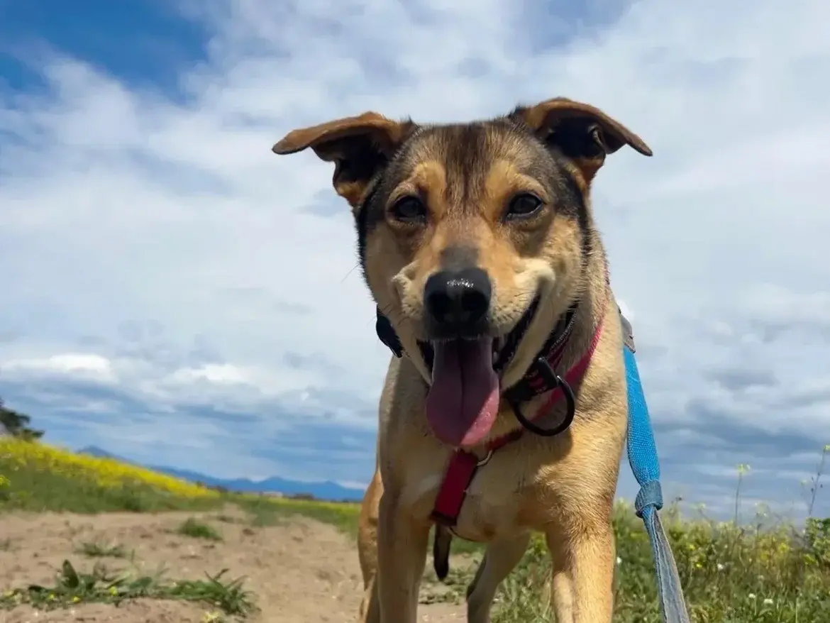 Adotta un cane, femmina, 5 anni e 5 mesi, Caserta