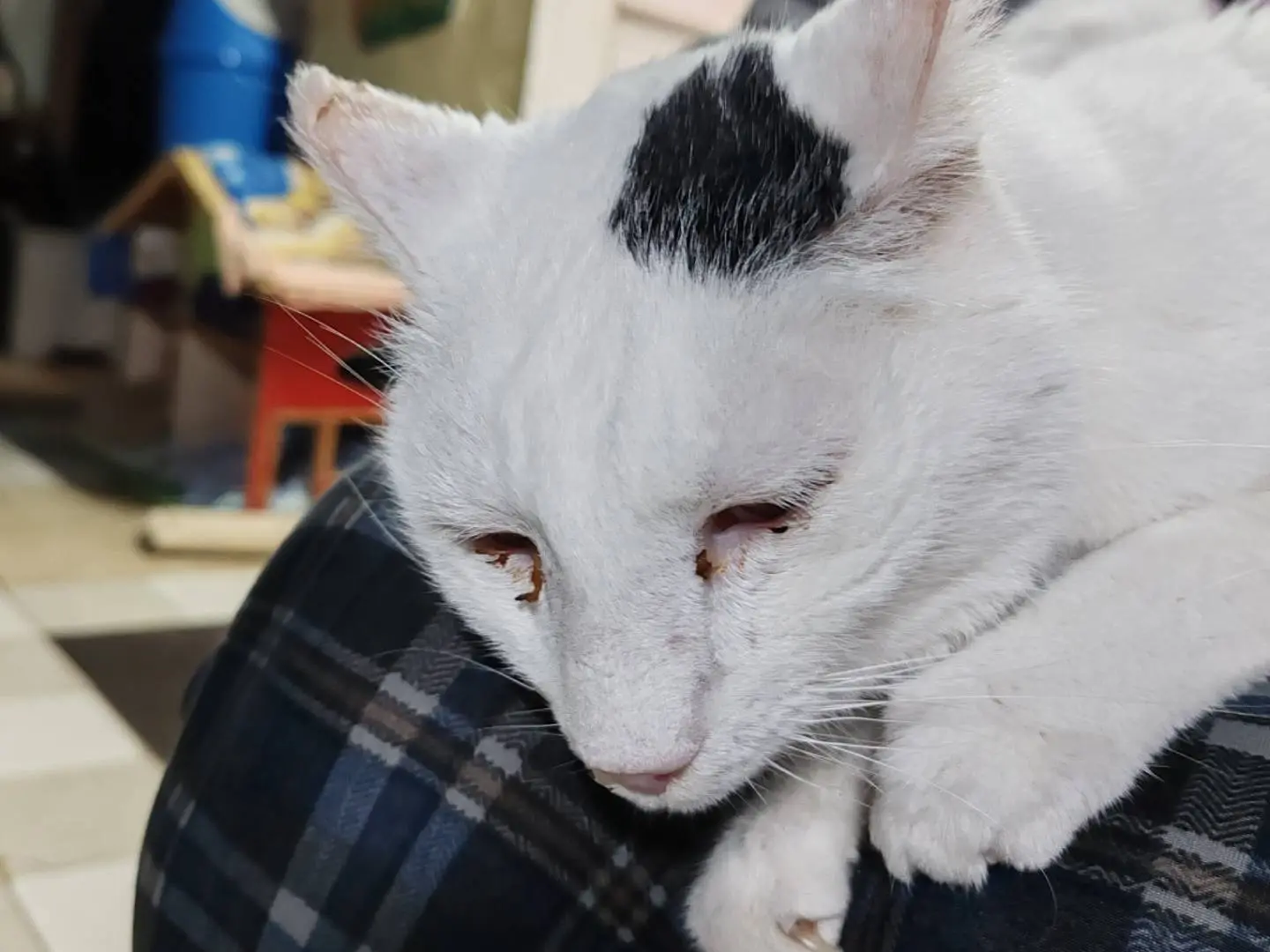 Vuoi adottare un gatto a Firenze?