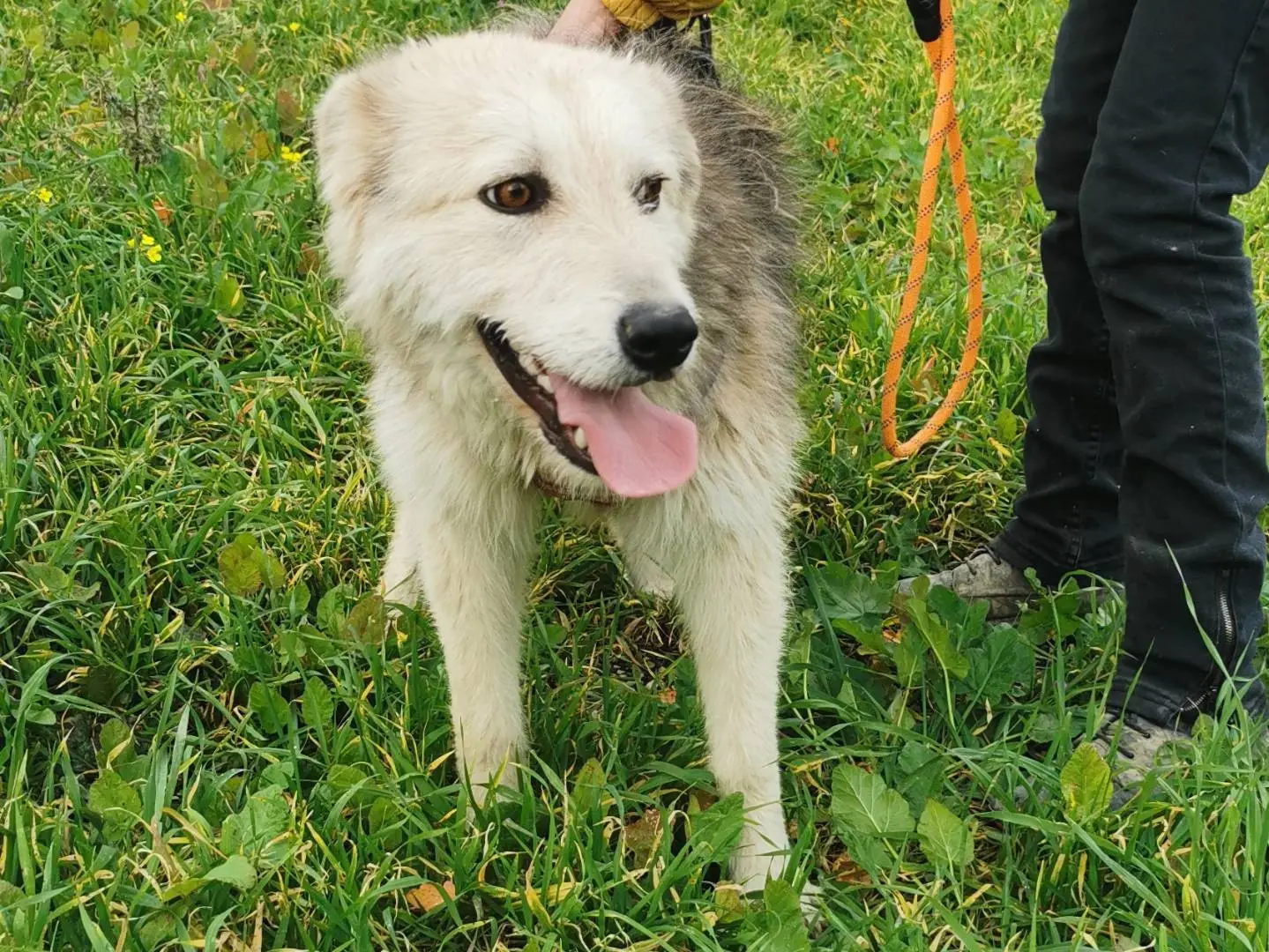Adotta un cane, taglia media, femmina, Palermo