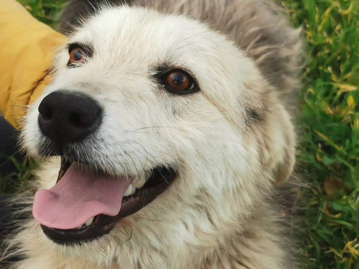 Adozione cane, femmina, Razza sconosciuta Razza sconosciuta, 2 anni e 2 mesi, taglia media, Palermo