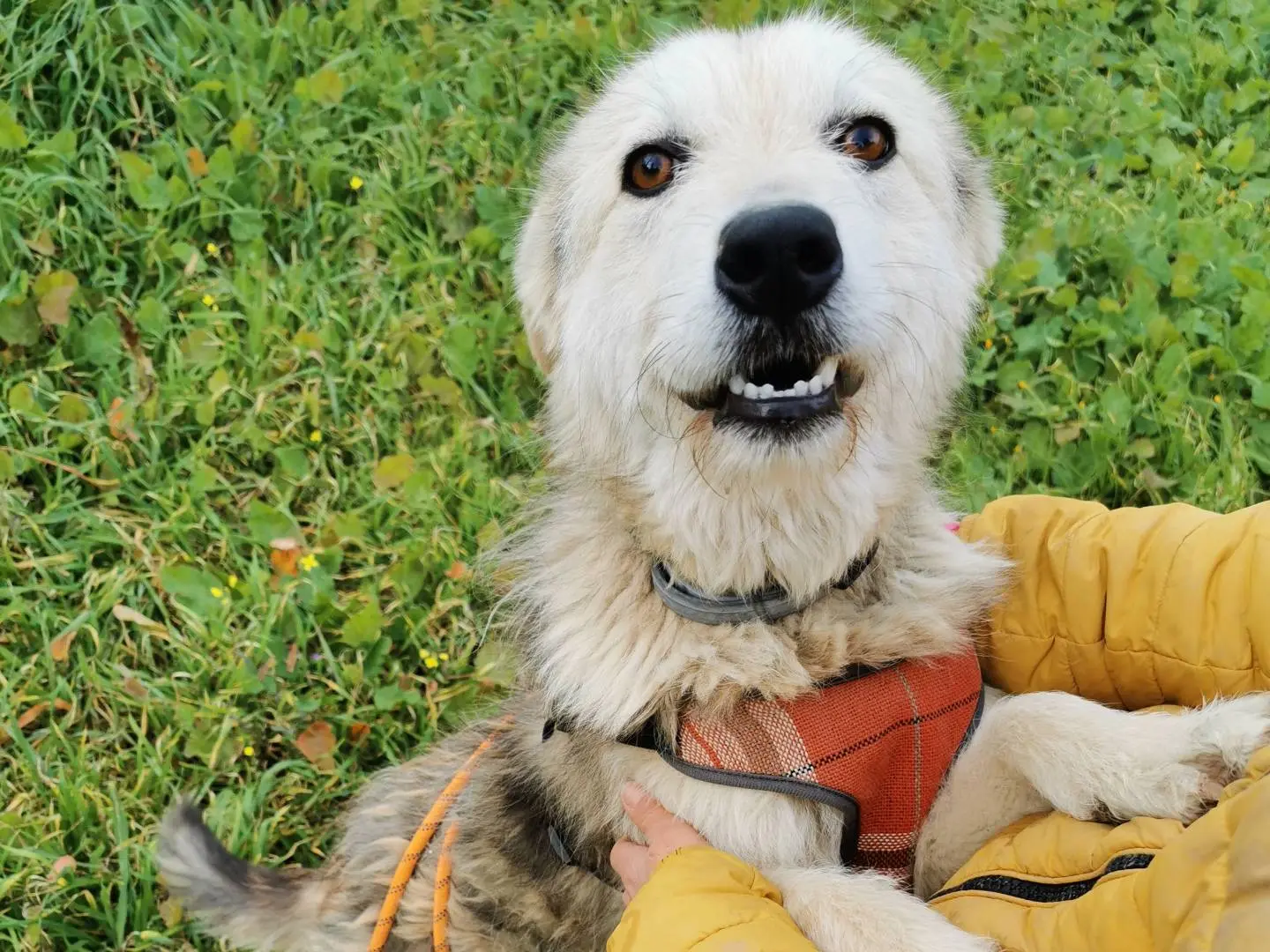 Adotta un cane, femmina, 2 anni e 2 mesi, Palermo