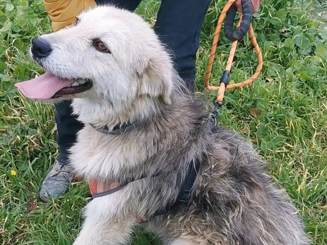 Adotta il cane NINA a Palermo