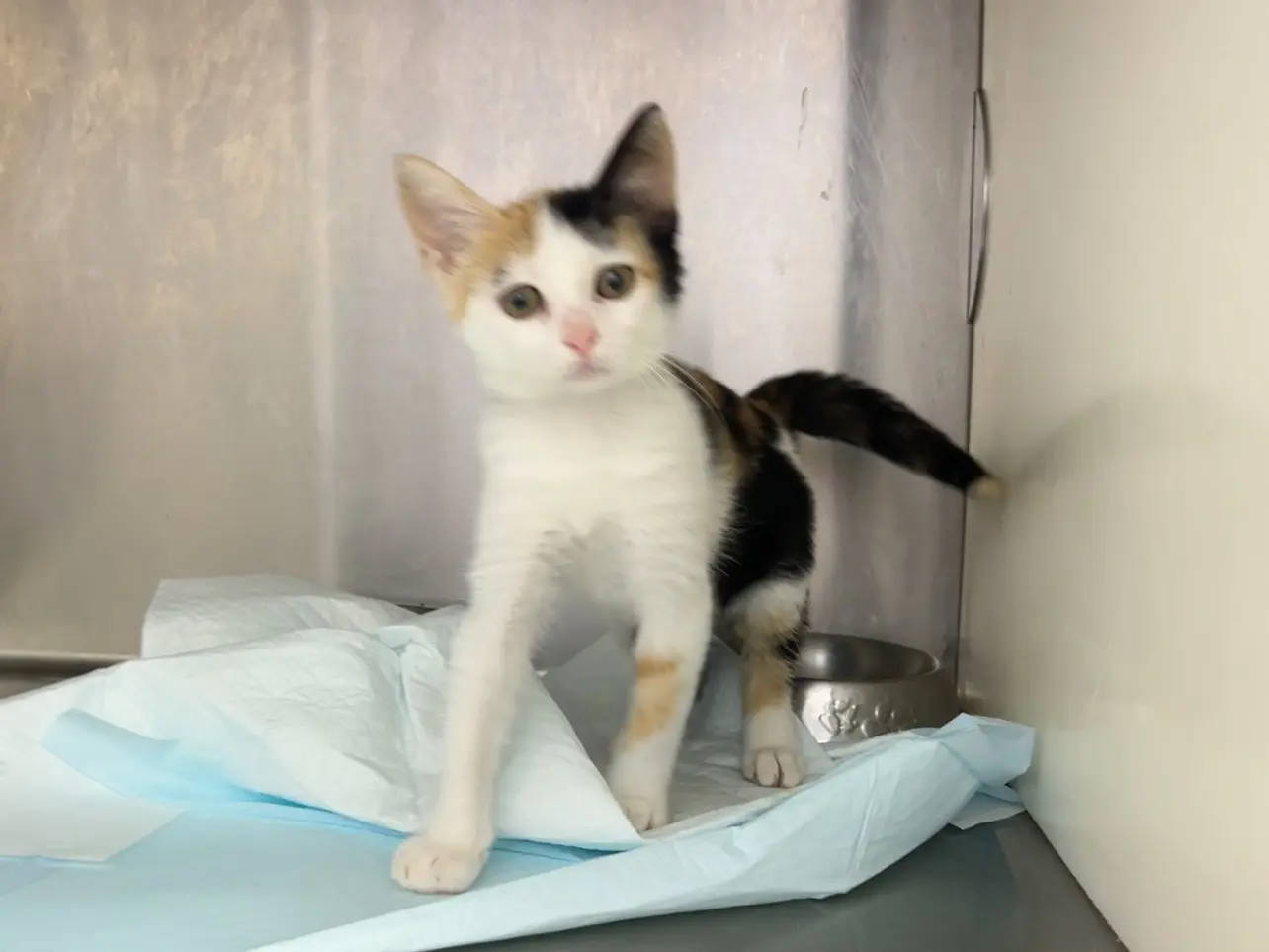 Adozione gatto, femmina, Razza sconosciuta Razza sconosciuta, 3 mesi, taglia non valida, Latina
