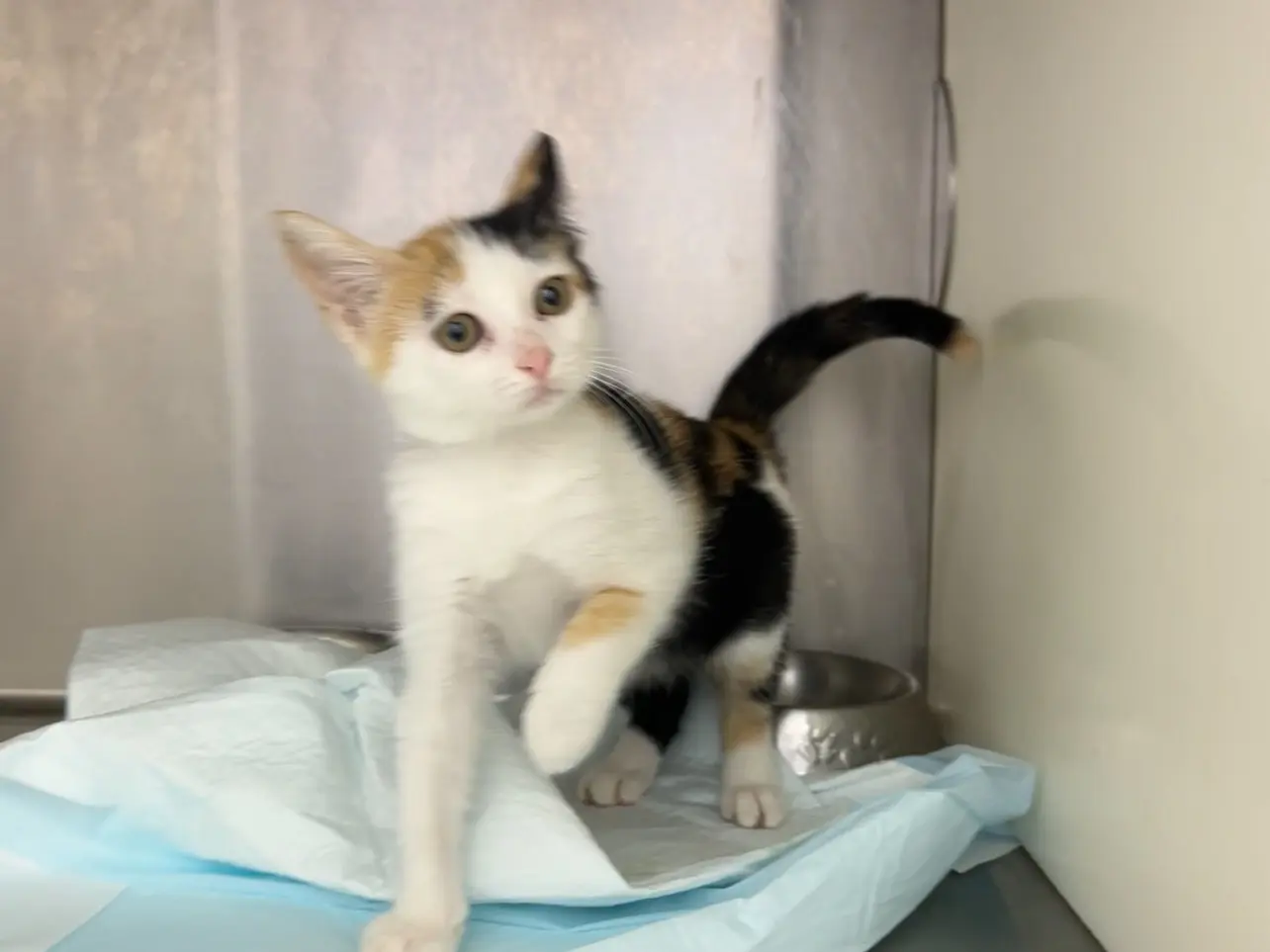 Adotta un gatto, femmina, 3 mesi, Latina