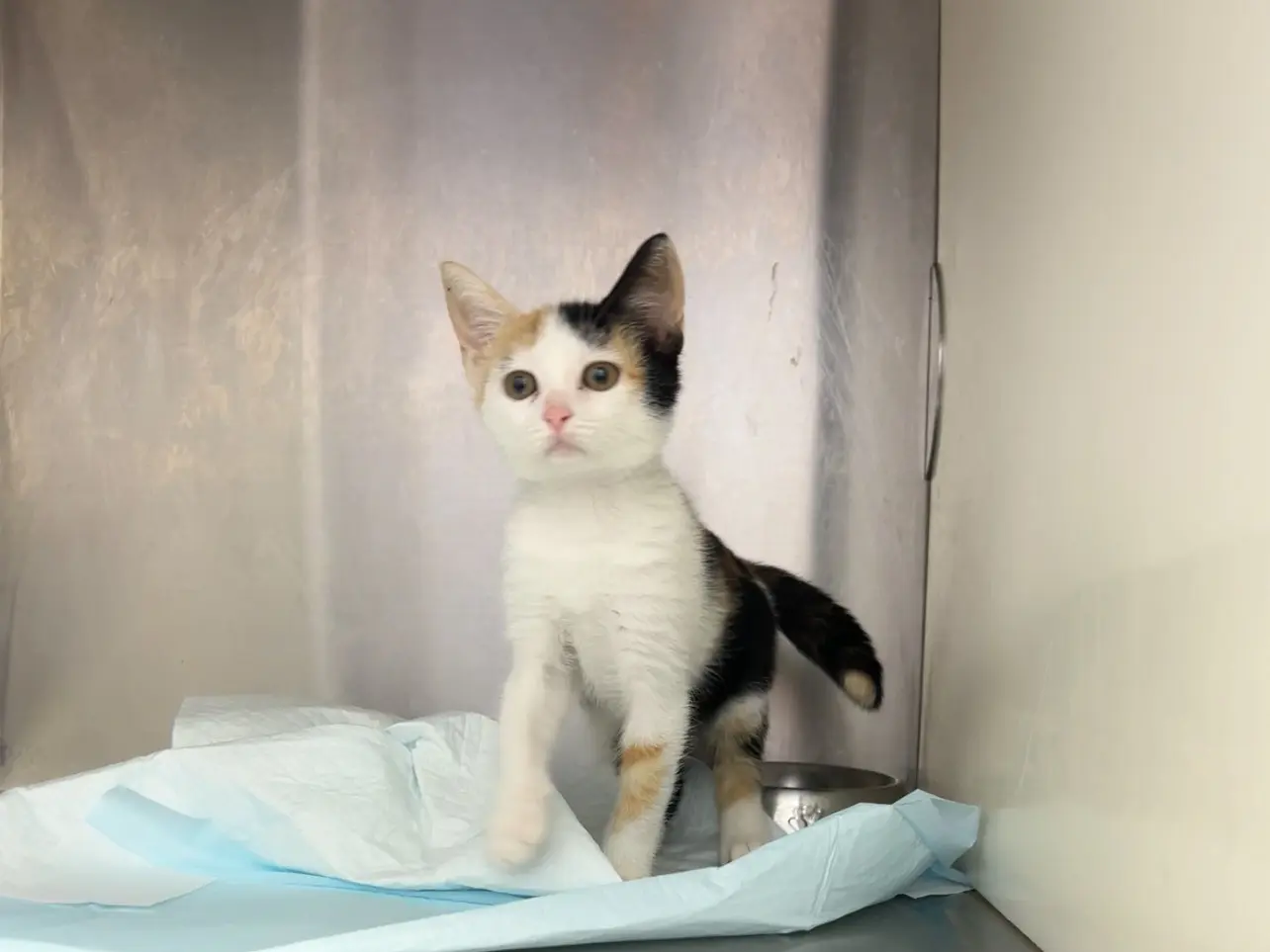 Adotta un gatto, taglia non valida, femmina, Latina