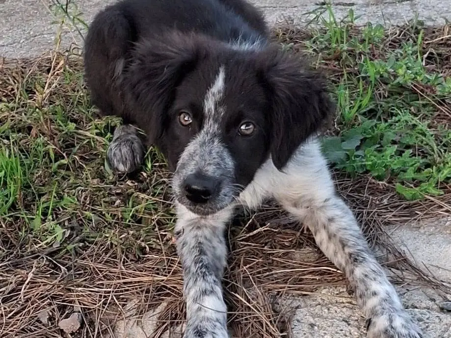 Adotta il cane MARGOT a Crotone