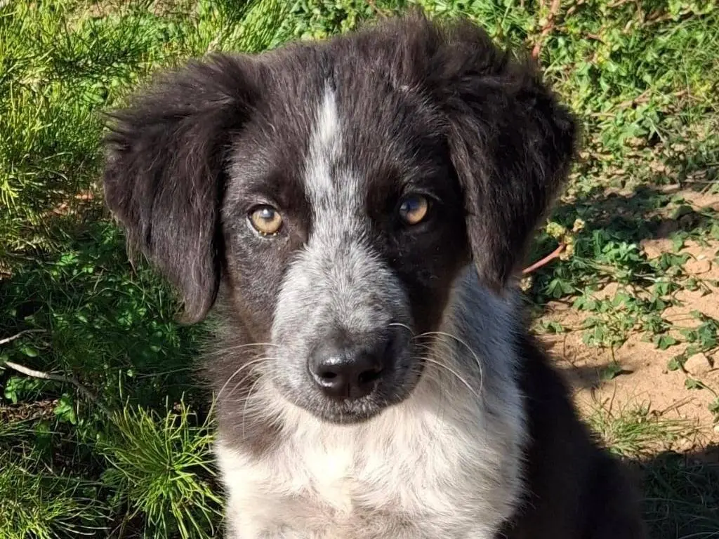 Adotta un cane, femmina, 2 anni, Crotone