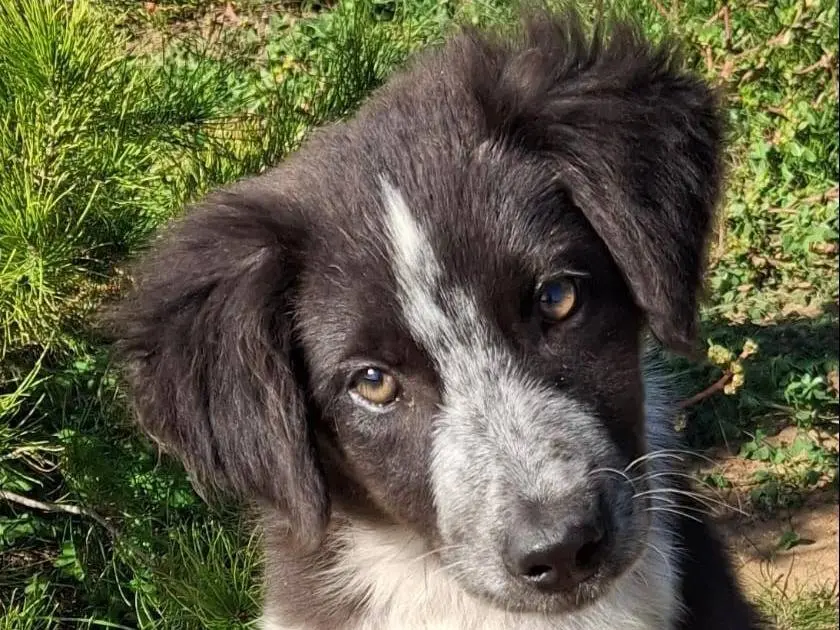 Adotta un cane, taglia media, femmina, Crotone