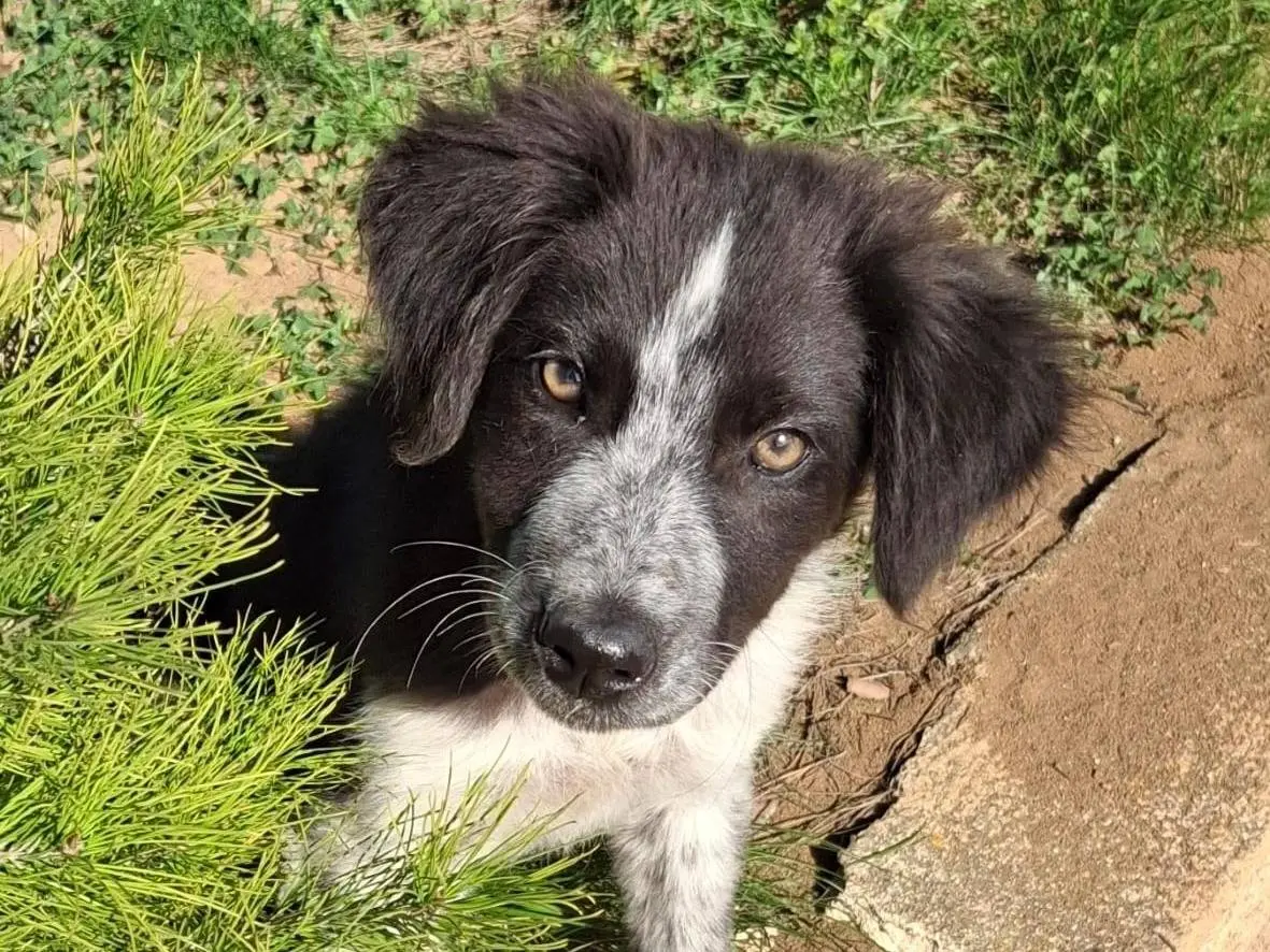 Adozione cane, femmina, Razza sconosciuta Razza sconosciuta, 2 anni, taglia media, Crotone