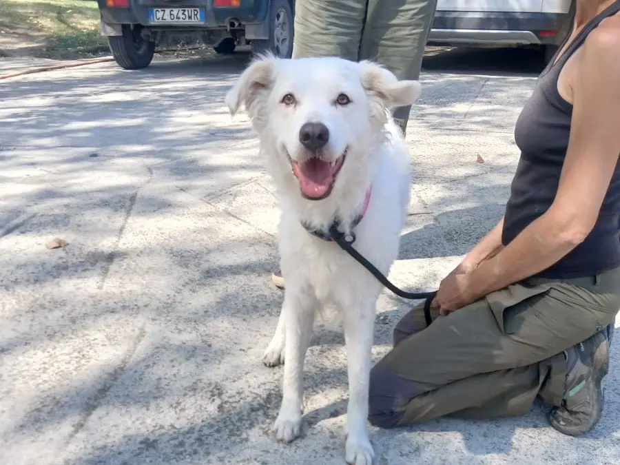 Adozione cane, femmina, Pastore maremmano Razza sconosciuta, 3 anni e 1 mese, taglia media, Roma