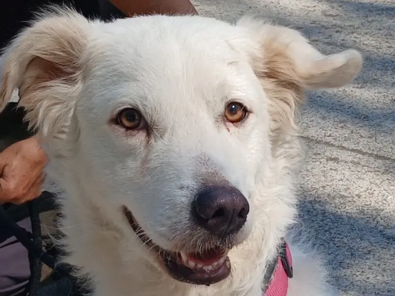 Adotta un cane, femmina, 3 anni e 1 mese, Roma