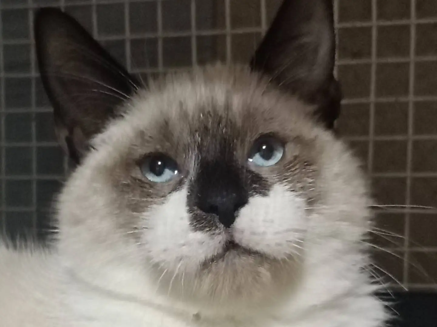 Adozione gatto, maschio, Razza sconosciuta Razza sconosciuta, 6 mesi, taglia non valida, Milano