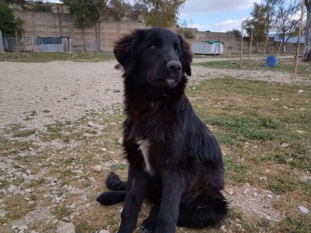 Adotta un cane, taglia media, maschio, Ragusa