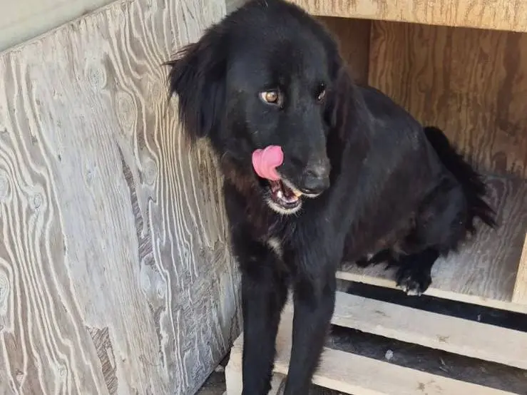 Adotta un cane, maschio, 4 anni e 5 mesi, Ragusa