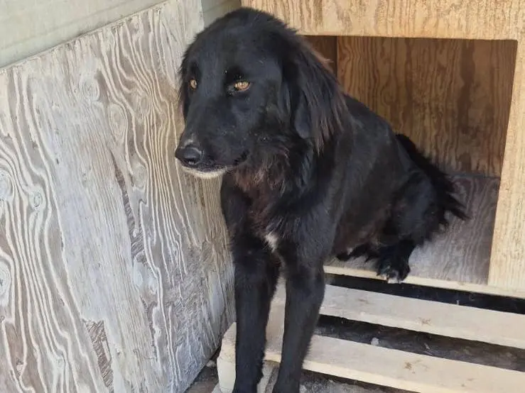 Adozione cane, maschio, Razza sconosciuta Razza sconosciuta, 4 anni e 5 mesi, taglia media, Ragusa