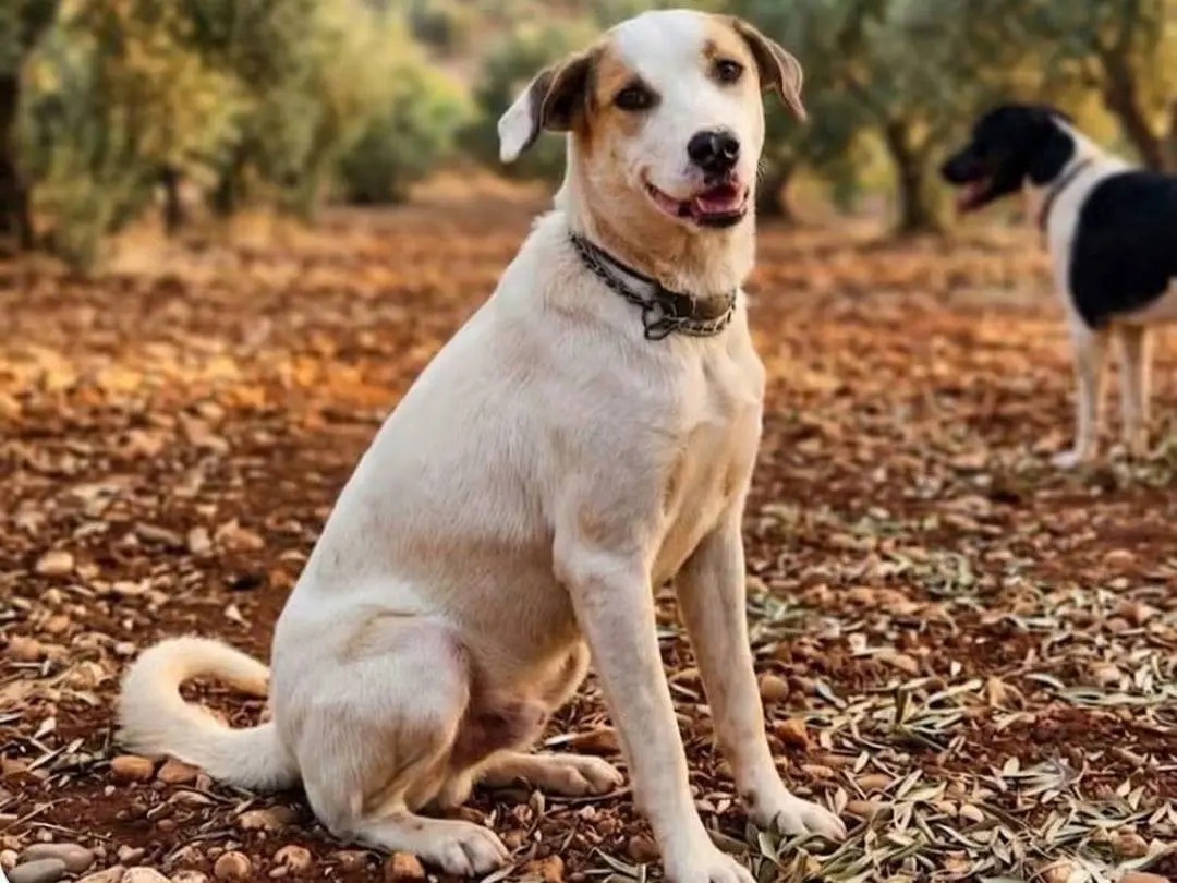 Adotta un cane, maschio, 1 anno e 9 mesi, Cosenza